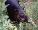 Tapir